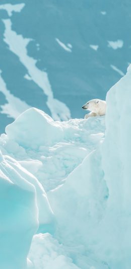[2436x1125]北极熊 冰川 蓝色 冰块 苹果手机壁纸图片