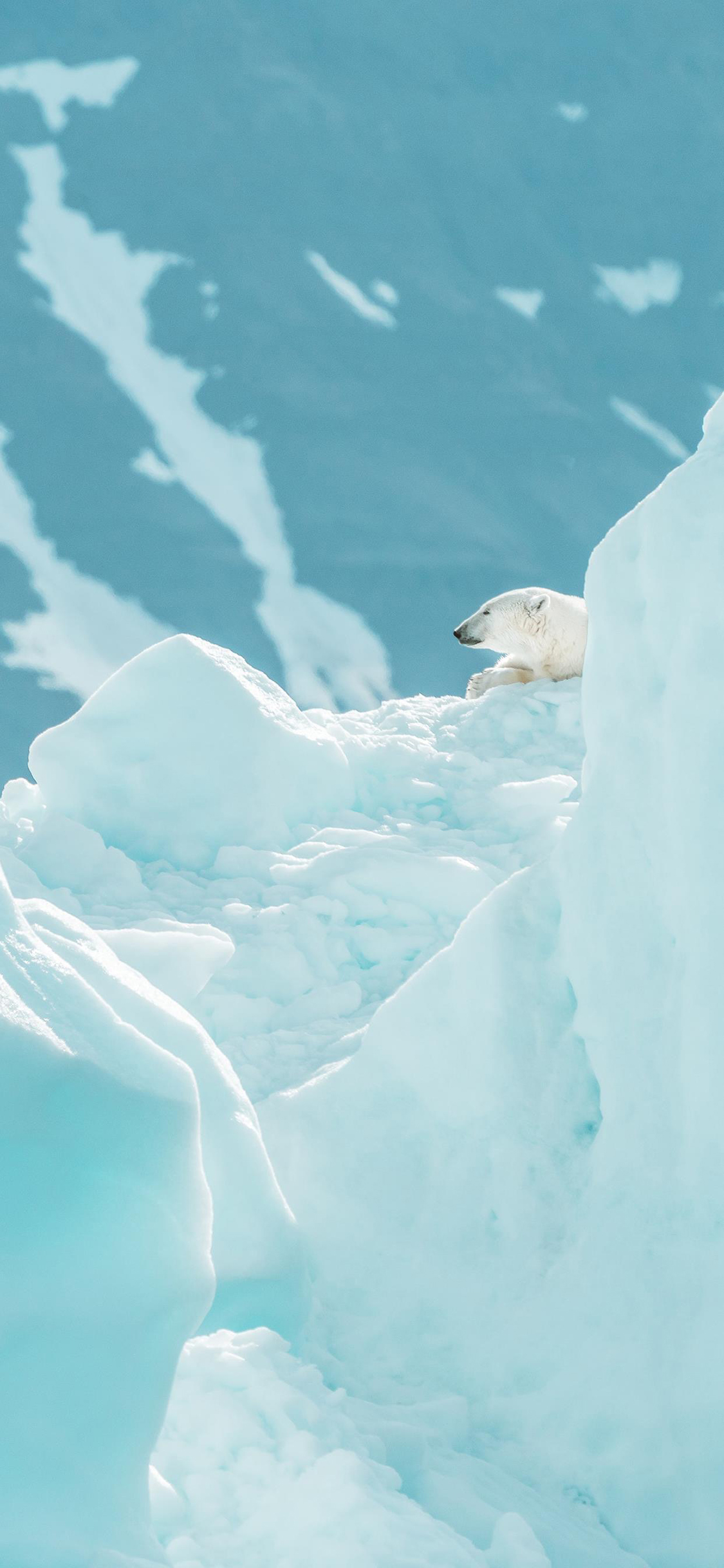 [2436×1125]北极熊 冰川 蓝色 冰块 苹果手机壁纸图片