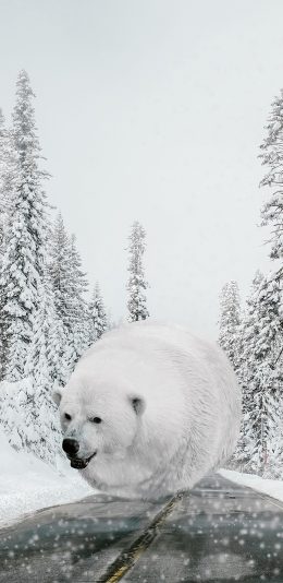 [2436x1125]北极熊 圆 球 肥胖 雪 冬天 苹果手机壁纸图片