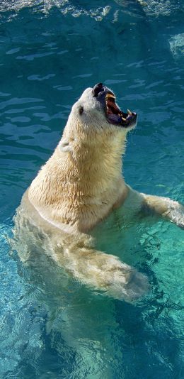 [2436x1125]北极熊 张嘴 尖牙 水 苹果手机壁纸图片
