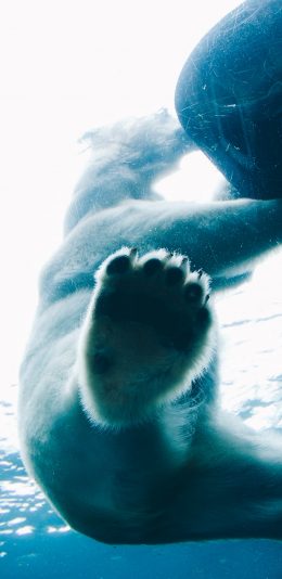 [2436x1125]北极熊 水底 大海 熊掌 苹果手机壁纸图片