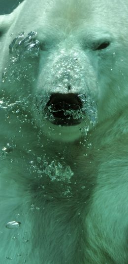 [2436x1125]北极熊 海水 水泡 水底 苹果手机壁纸图片