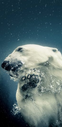 [2436x1125]北极熊 海洋 海底 气泡 潜水 苹果手机壁纸图片