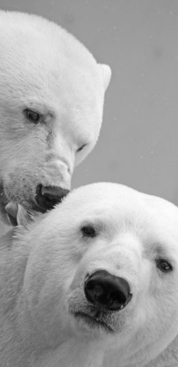 [2436x1125]北极熊 灰白 哺乳 保护动物 苹果手机壁纸图片