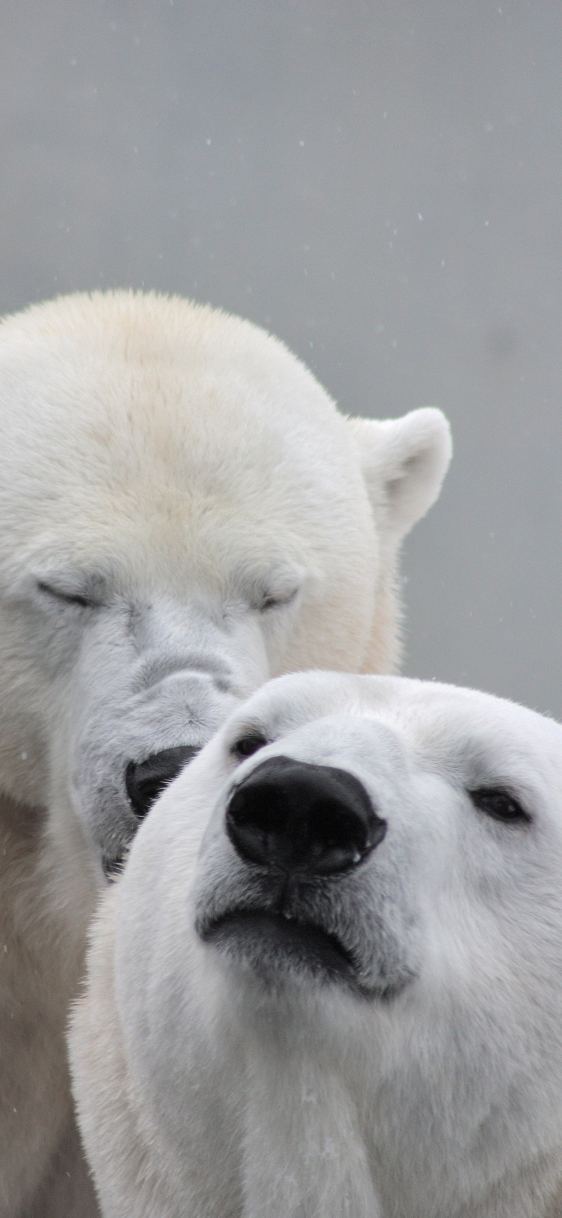 [2436×1125]北极熊 白色 亲密 苹果手机壁纸图片