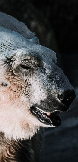 [2436x1125]北极熊 白色 小耳朵 严寒 苹果手机壁纸图片