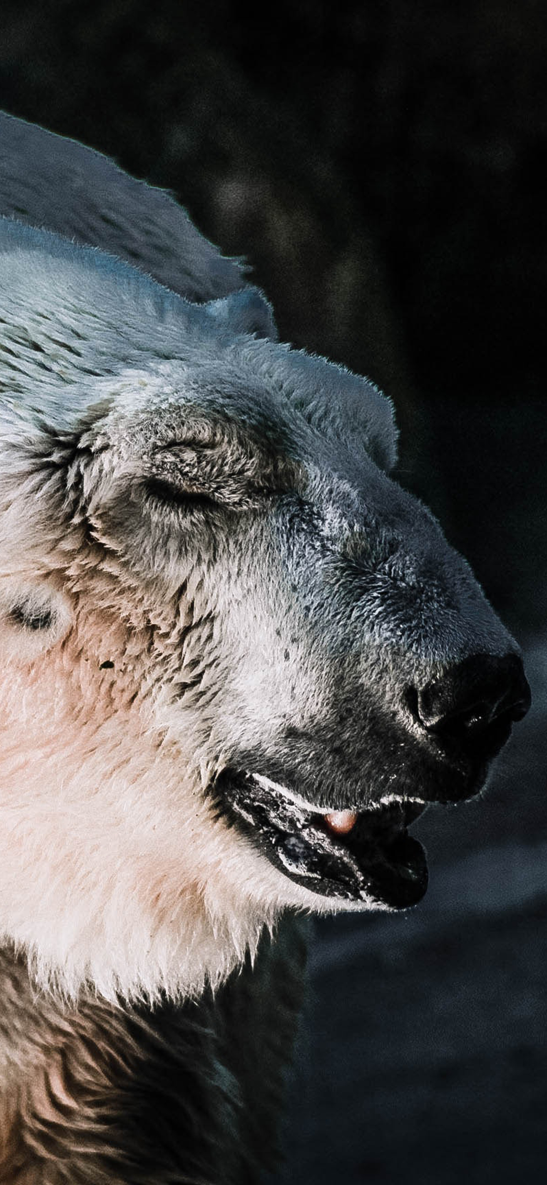 [2436×1125]北极熊 白色 小耳朵 严寒 苹果手机壁纸图片