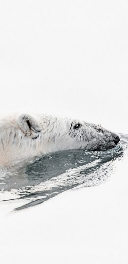 [2436x1125]北极熊 白色 游泳 觅食 苹果手机壁纸图片
