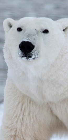 [2436x1125]北极熊 白色 野生 雪地 冰川 苹果手机壁纸图片
