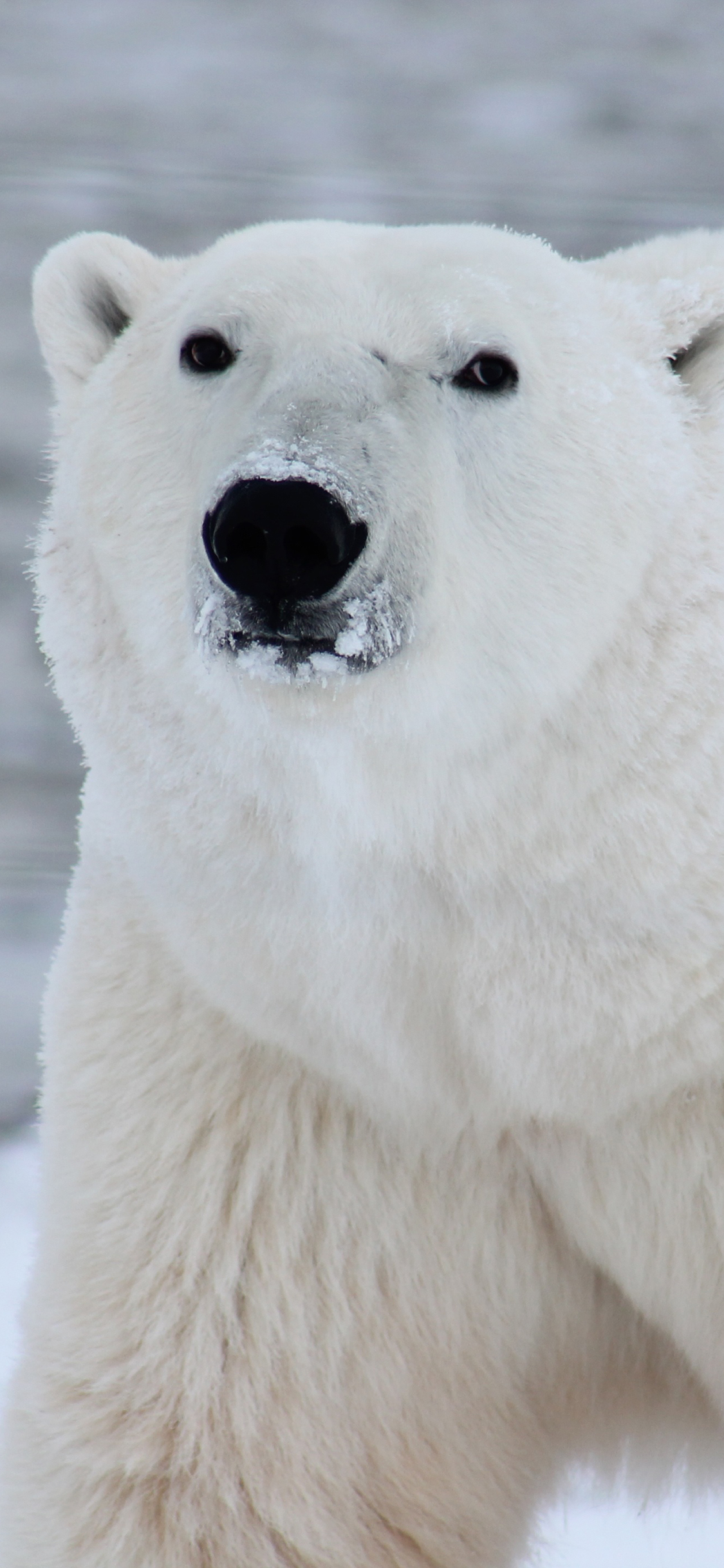 [2436×1125]北极熊 白色 野生 雪地 冰川 苹果手机壁纸图片