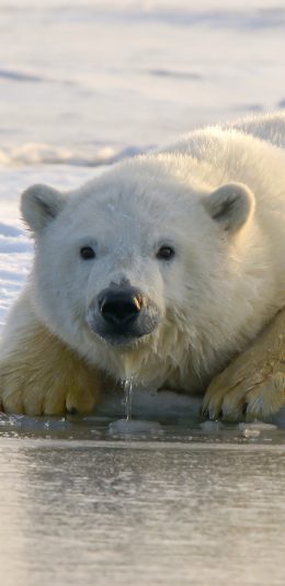 [2436x1125]北极熊 皮毛 喝水 苹果手机壁纸图片