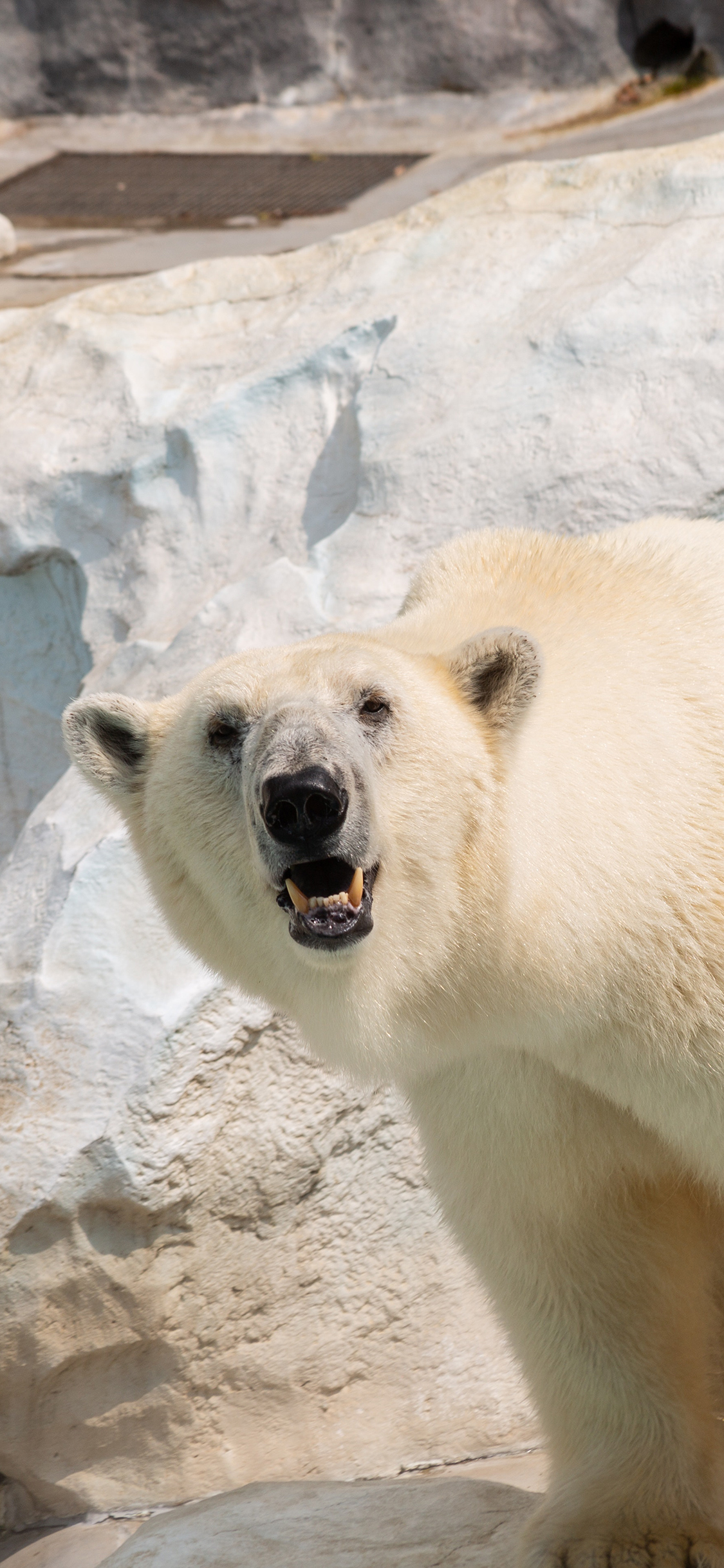 [2436×1125]北极熊 皮毛 极地 饲养 苹果手机壁纸图片