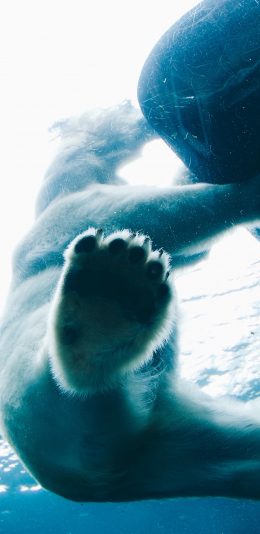 [2436x1125]北极熊 表演 大脚掌 苹果手机壁纸图片