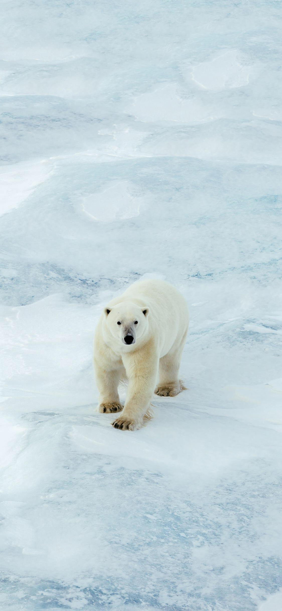 [2436×1125]北极熊 雪地 白色 苹果手机壁纸图片