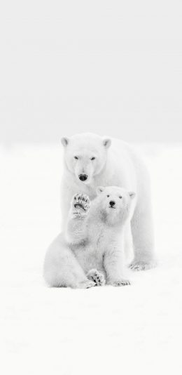 [2436x1125]北极熊 雪地 白色 招手 熊掌 苹果手机壁纸图片