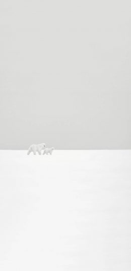 [2436x1125]北极熊 雪地 白色 萌 可爱 简约 苹果手机壁纸图片