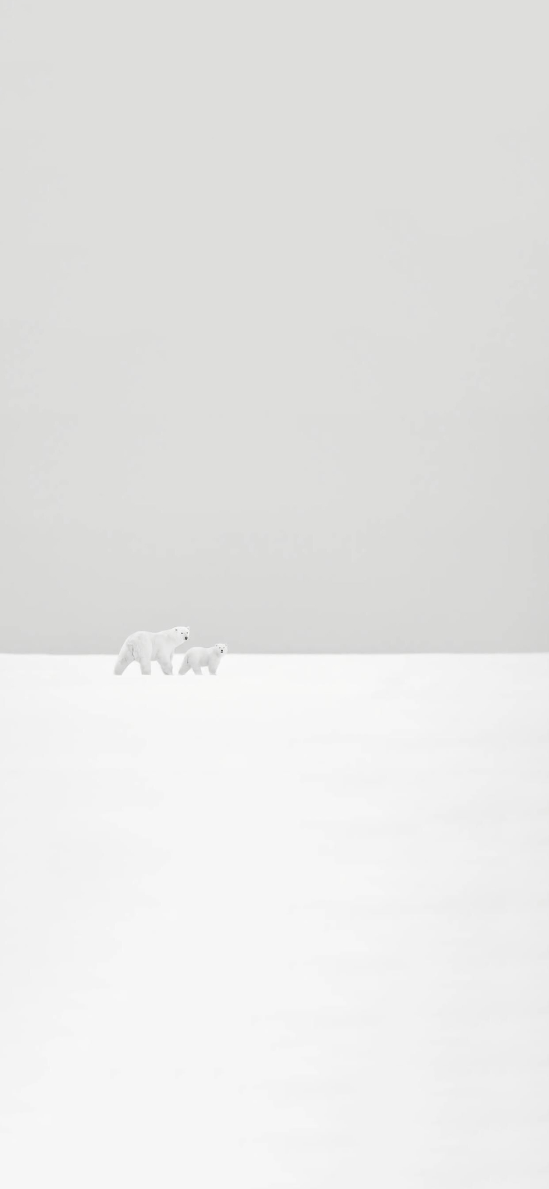 [2436×1125]北极熊 雪地 白色 萌 可爱 简约 苹果手机壁纸图片