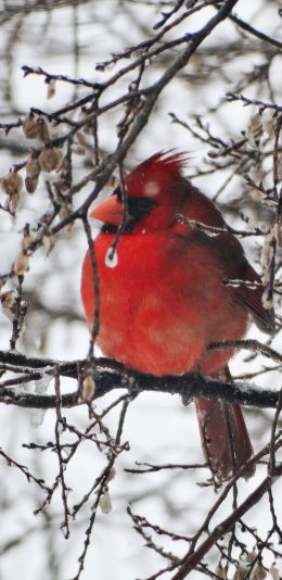 [2436x1125]北美红雀 小鸟 树枝 雪季 苹果手机壁纸图片