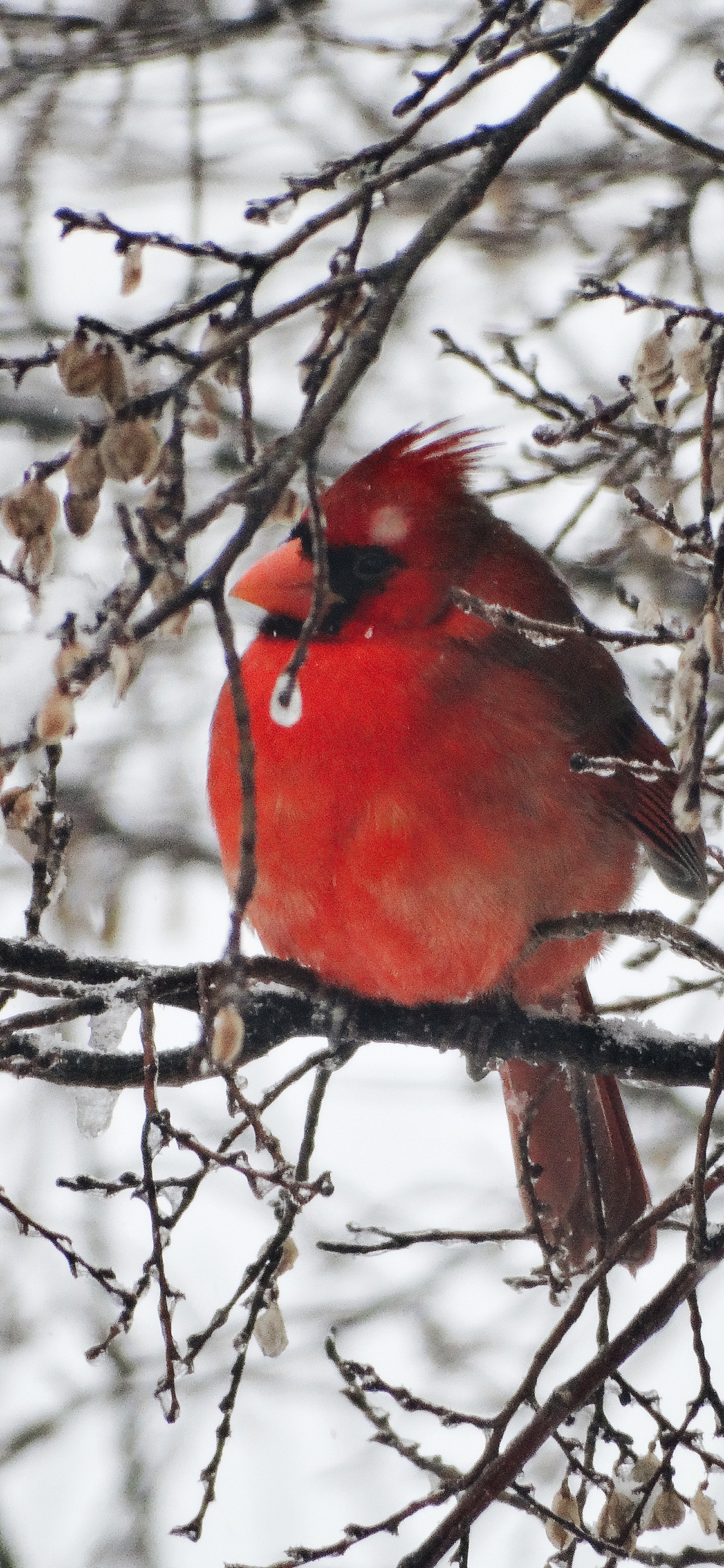 [2436×1125]北美红雀 小鸟 树枝 雪季 苹果手机壁纸图片