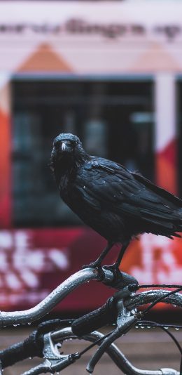[2436x1125]单车 飞禽 乌鸦 黑色 苹果手机壁纸图片