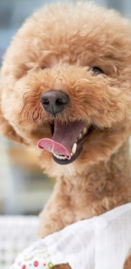 [2436x1125]卖萌 小泰迪 棕色 苹果手机壁纸图片