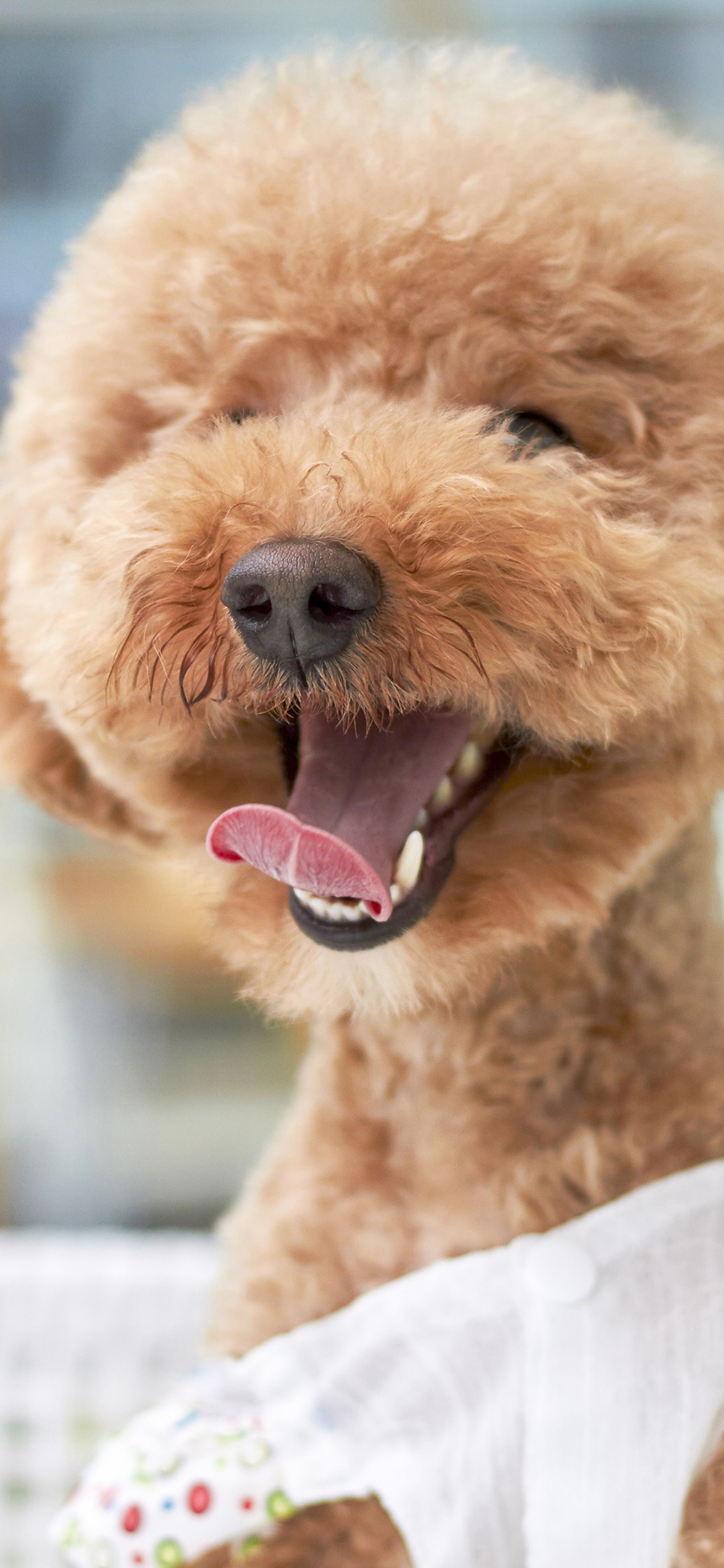 [2436×1125]卖萌 小泰迪 棕色 苹果手机壁纸图片