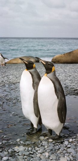 [2436x1125]南极 企鹅 保护 两栖动物 苹果手机壁纸图片