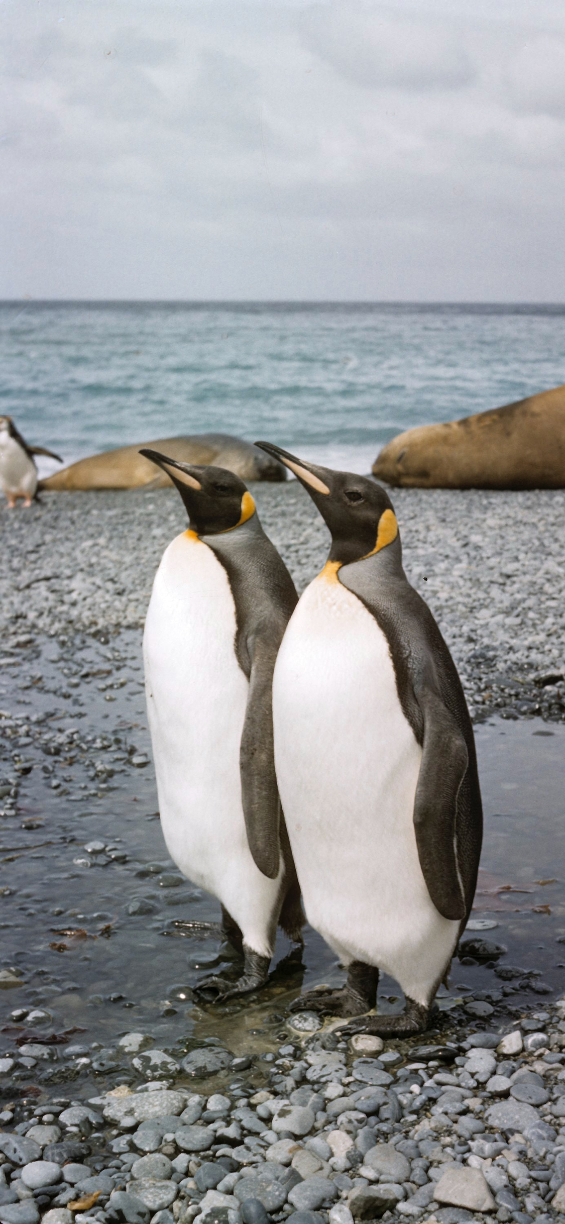 [2436×1125]南极 企鹅 保护 两栖动物 苹果手机壁纸图片