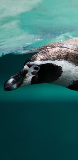 [2436x1125]南极 企鹅 游泳 捕猎 苹果手机壁纸图片