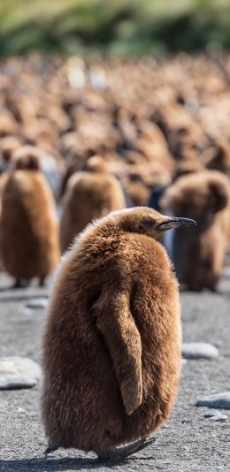 [2436x1125]南极 企鹅 绒毛 幼崽 苹果手机壁纸图片