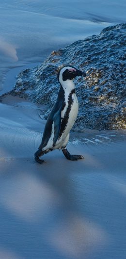 [2436x1125]南极 企鹅 行走 保护动物 苹果手机壁纸图片