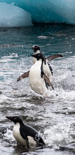 [2436x1125]南极 企鹅 觅食 保护动物 苹果手机壁纸图片