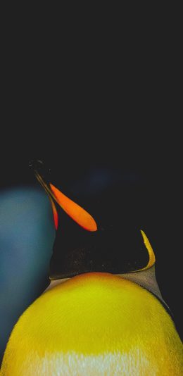 [2436x1125]南极 企鹅 黄色 圆滚滚 苹果手机壁纸图片