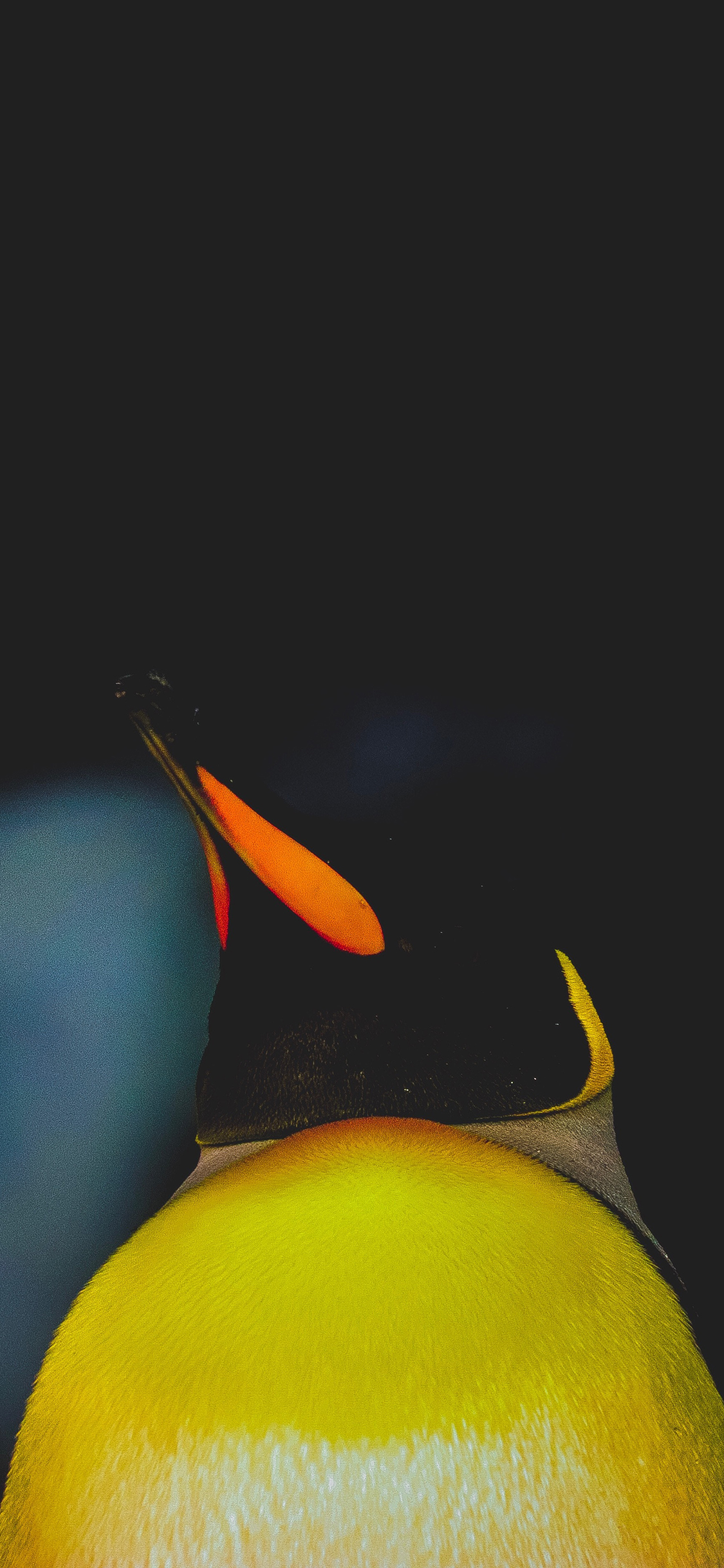 [2436×1125]南极 企鹅 黄色 圆滚滚 苹果手机壁纸图片