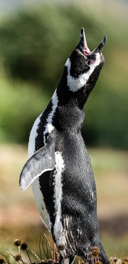 [2436x1125]南极 保护动物 企鹅 幼崽 苹果手机壁纸图片
