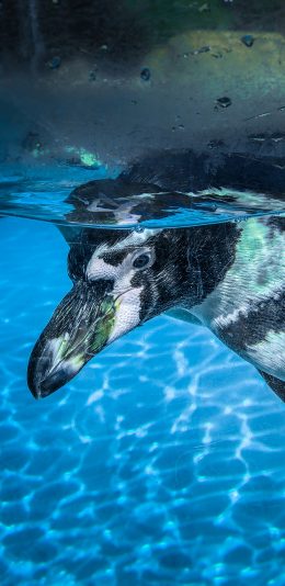[2436x1125]南极 保护动物 企鹅 潜水 苹果手机壁纸图片