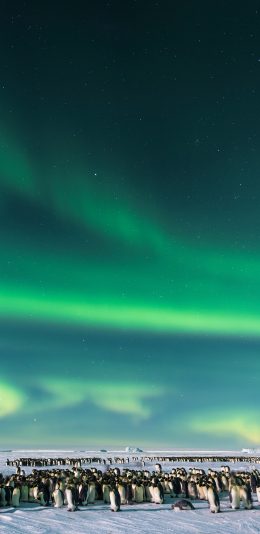 [2436x1125]南极 极光 企鹅 雪地 苹果手机壁纸图片