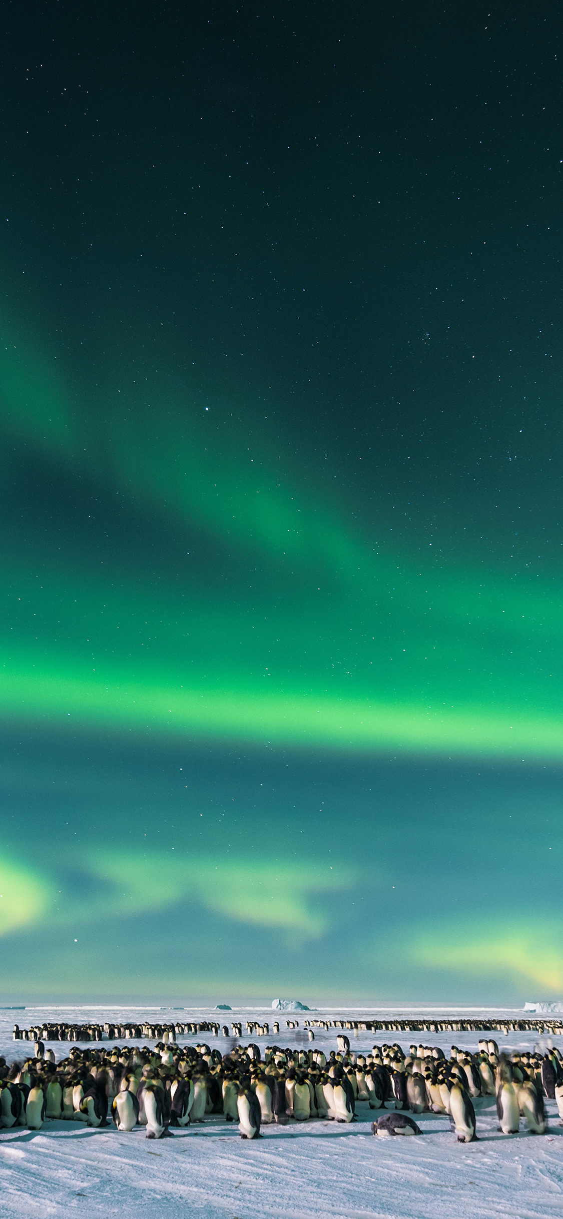[2436×1125]南极 极光 企鹅 雪地 苹果手机壁纸图片