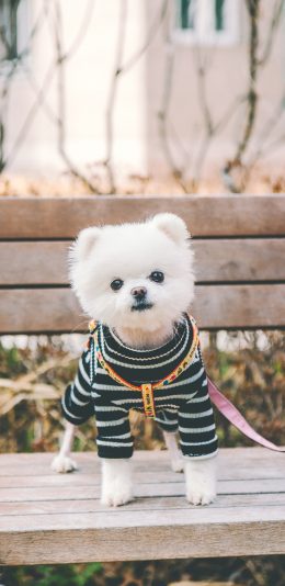 [2436x1125]博美 宠物 木椅 服饰 犬类 苹果手机壁纸图片