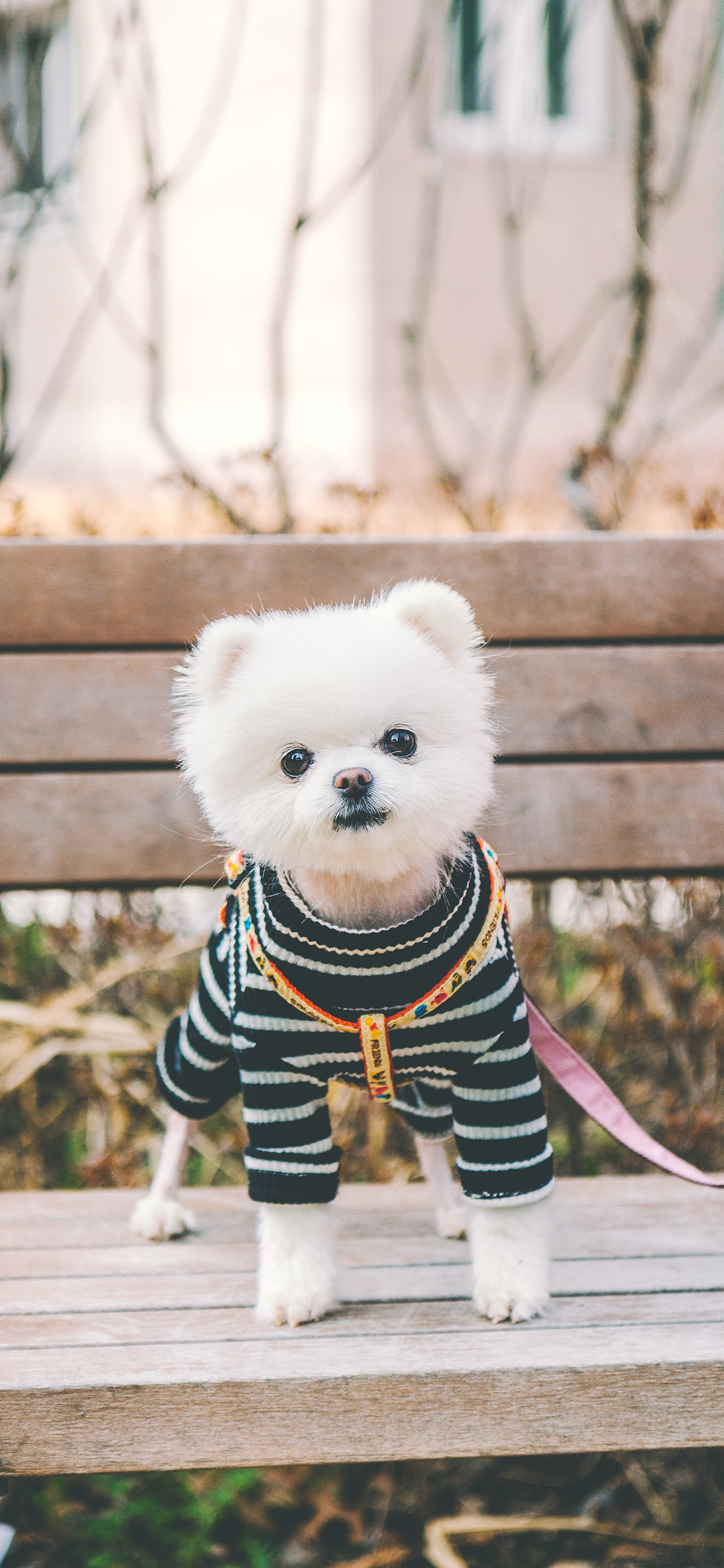 [2436×1125]博美 宠物 木椅 服饰 犬类 苹果手机壁纸图片