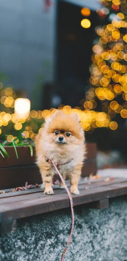 [2436x1125]博美 宠物 狗绳 溜圈 苹果手机壁纸图片