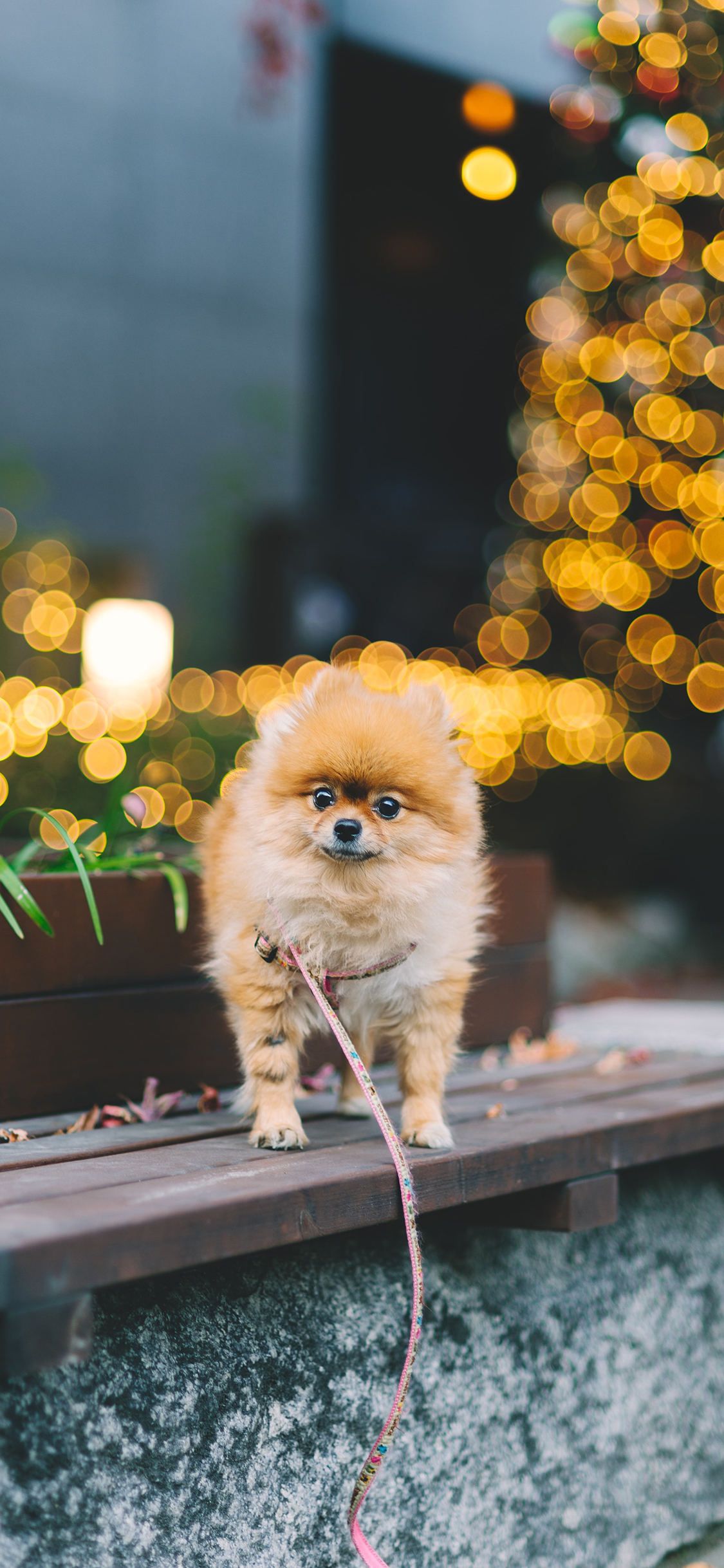 [2436×1125]博美 宠物 狗绳 溜圈 苹果手机壁纸图片