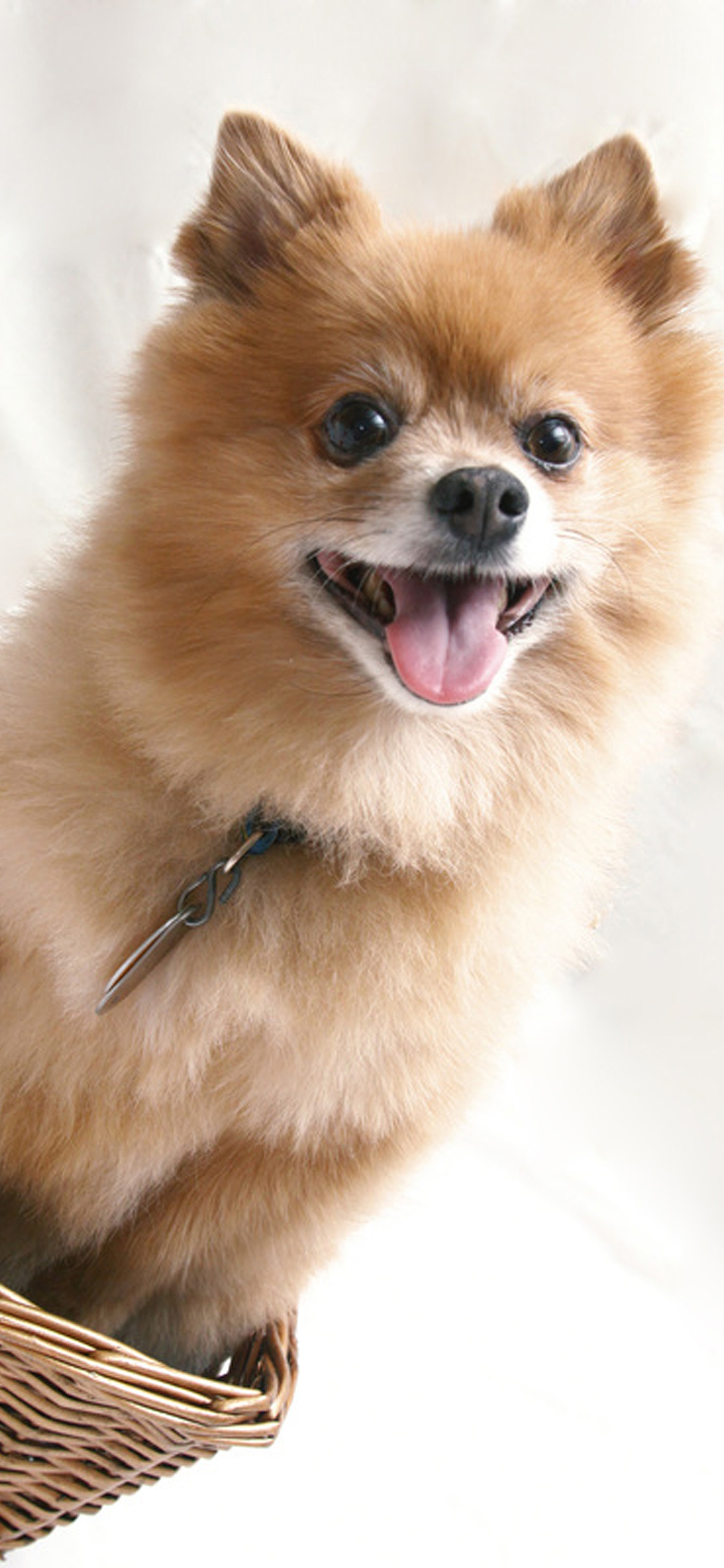 [2436×1125]博美 宠物 编织篮 狗 苹果手机壁纸图片