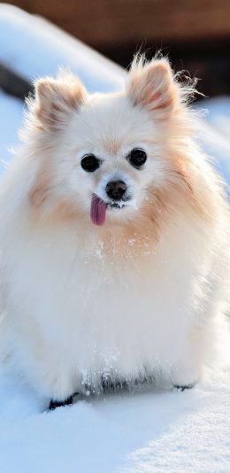 [2436x1125]博美 宠物 雪地 犬类 苹果手机壁纸图片