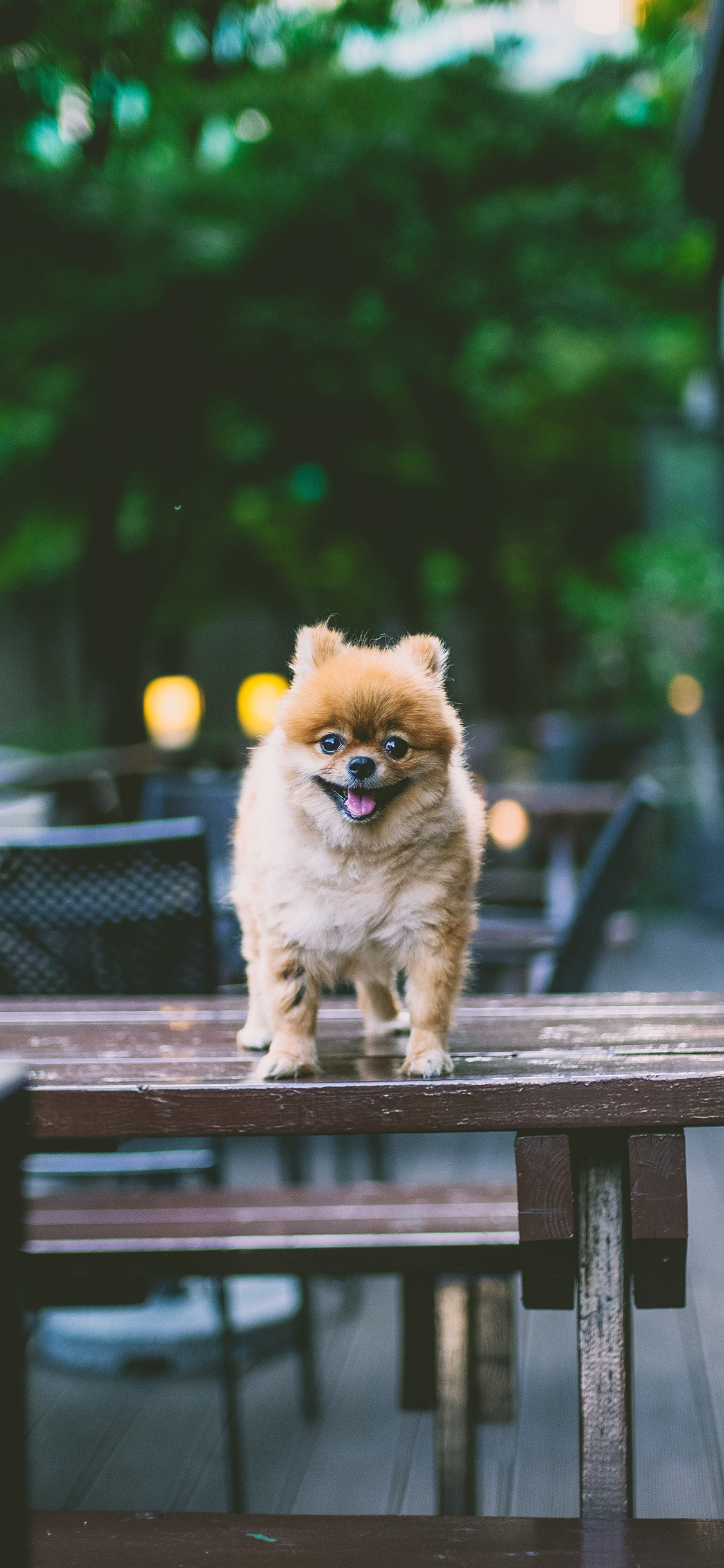 [2436×1125]博美 桌椅 宠物 犬类 狗 苹果手机壁纸图片