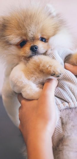 [2436x1125]博美 犬 狗 汪星人 宠物 可爱 苹果手机壁纸图片