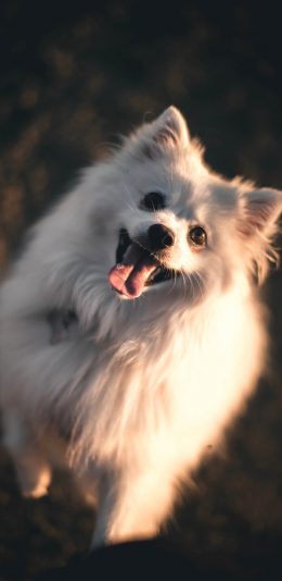 [2436x1125]博美 狗 犬 汪星人 宠物 可爱 苹果手机壁纸图片