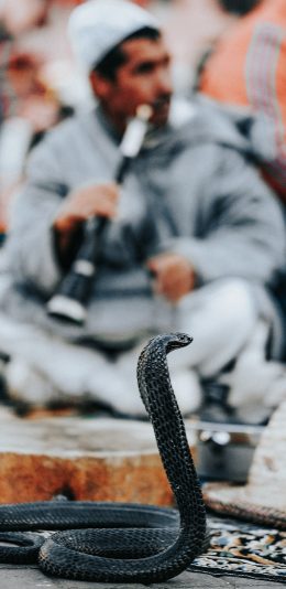 [2436x1125]印度 眼镜蛇 黑色 危险 苹果手机壁纸图片