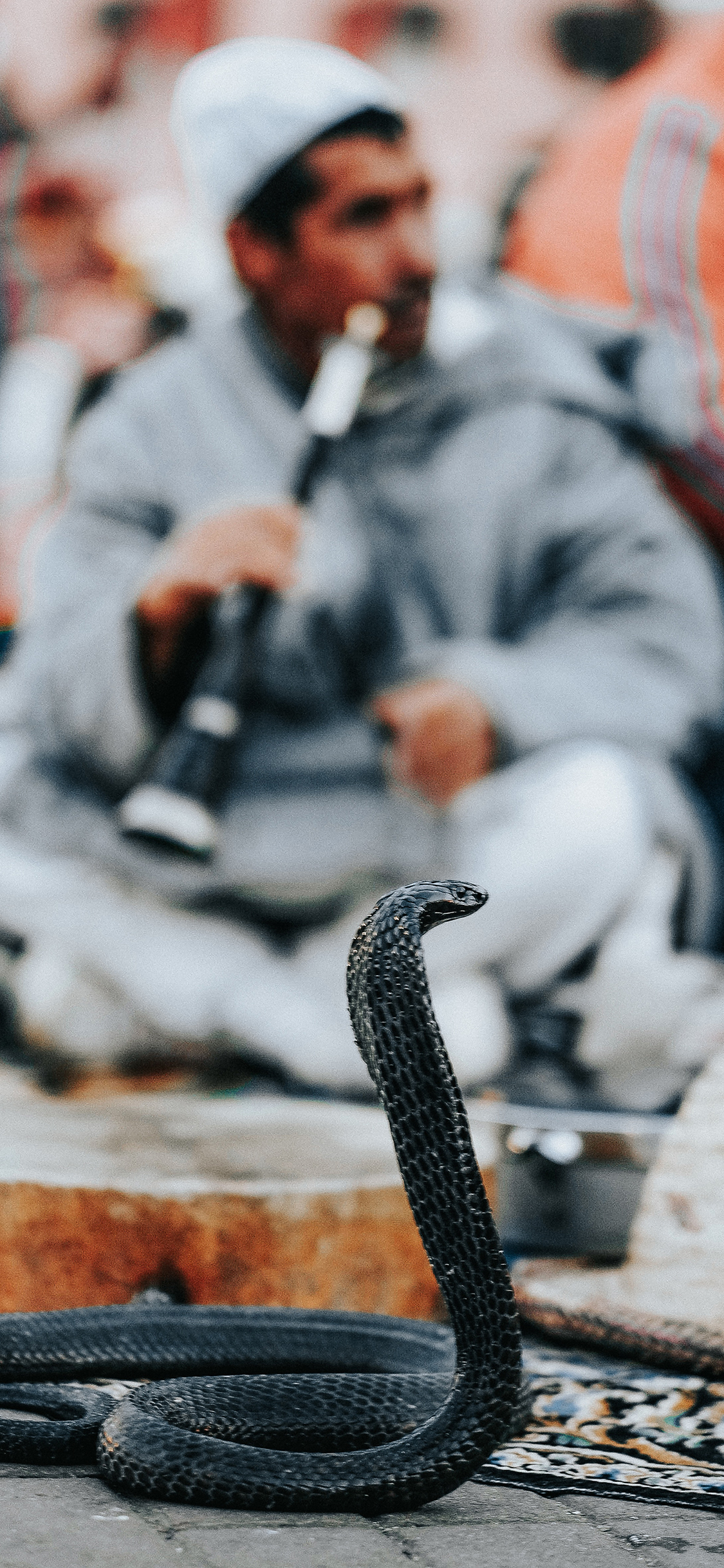 [2436×1125]印度 眼镜蛇 黑色 危险 苹果手机壁纸图片