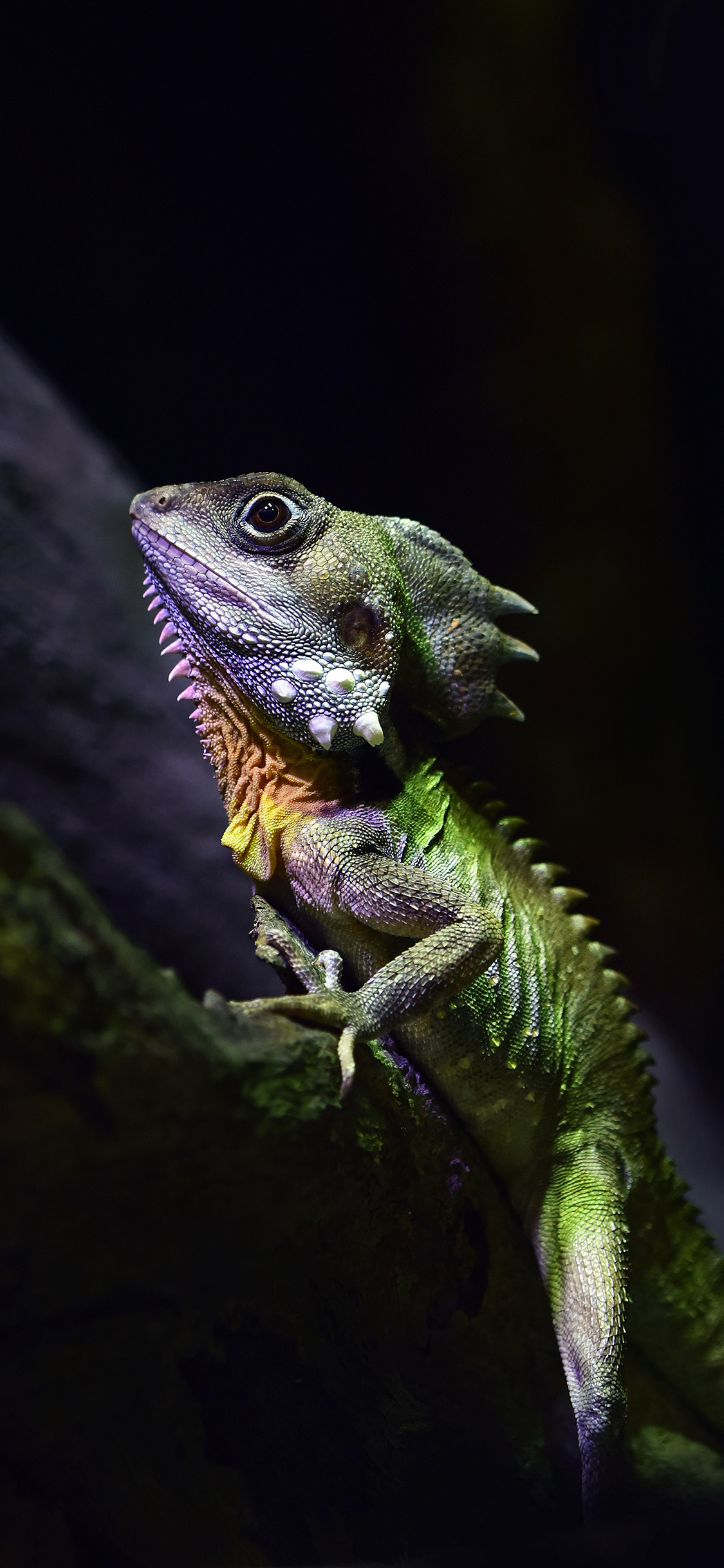[2436×1125]变色 变色龙 两栖 爬行 苹果手机壁纸图片